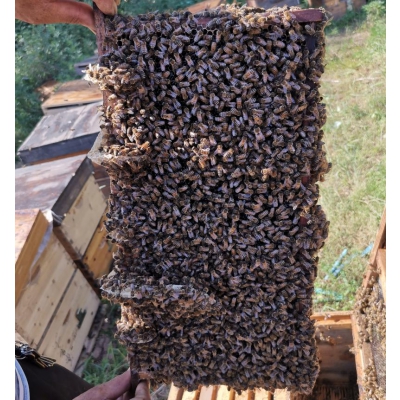 蜂群，3脾优质蜂群授粉